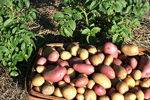Строки поливу картоплі у відкритому грунті