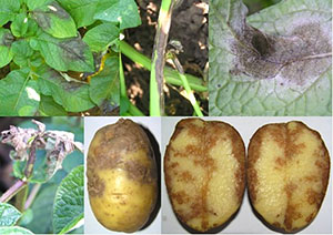 Боротьба з фітофтороз картоплі — хімічними і біологічними засобами