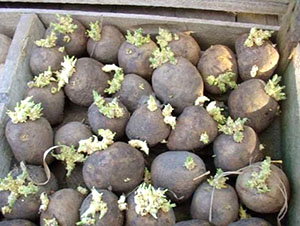 Пізні строки посадки картоплі: як отримати повноцінний урожай