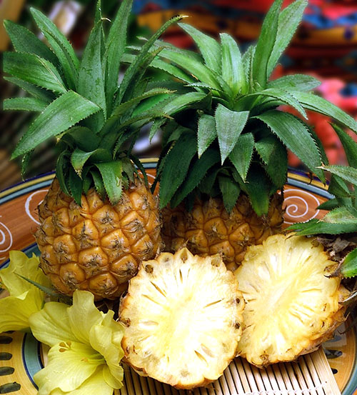 Цвітіння і плодоношення ананасів в домашніх умовах