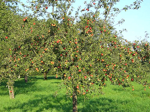 Важливо знати чому у яблуні чорніють і засихають листя