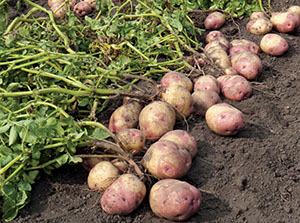 Строки поливу картоплі у відкритому грунті