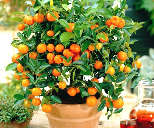 Апельсинове дерево з кісточки в домашніх умовах