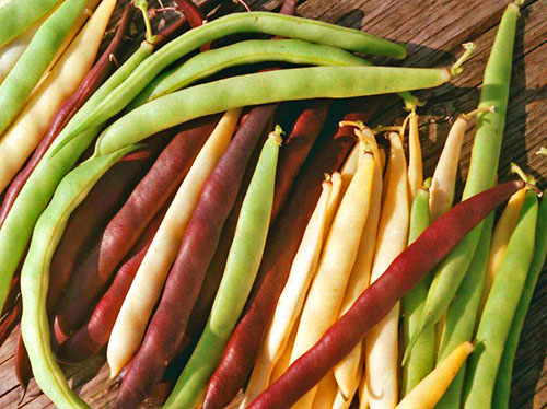 Вивчаємо овочеву культуру — стручкову квасолю