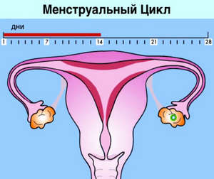Скільки днів триває перша менструація у підлітків та після вагітності