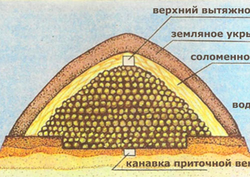 Різні способи тривалого зберігання картоплі