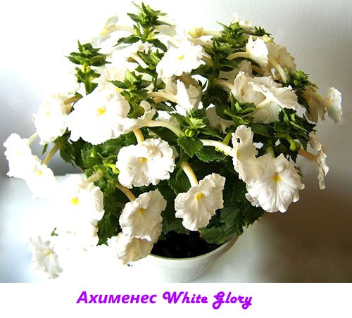 Фото улюблених квітникарями сортів ахименеси