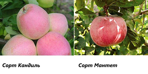 Фото улюблених сортів яблунь з назвою і описом