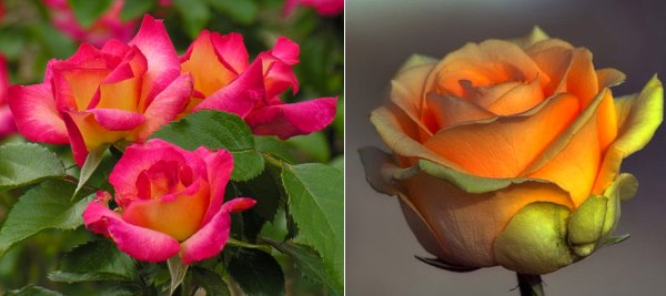 Роза чайна – розкішна красуня в саду і будинку