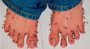 Народні засоби від укусів комарів