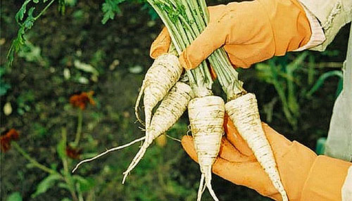 Коренева петрушка досвід органічного землеробства