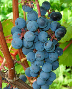Фото, опис та засоби боротьби з шкідниками винограду