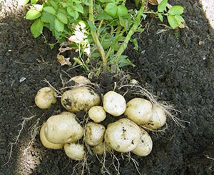 Як виростити картоплю з Митлайдеру на невеликому дачній ділянці
