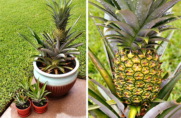 Як правильно посадити ананас, щоб виростити красиву рослину