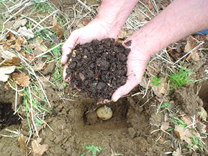 Як виростити картоплю з Митлайдеру на невеликому дачній ділянці