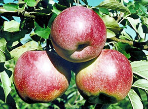 Шановні дачники знайомтеся з фото популярних сортів яблунь