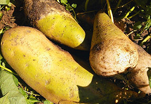 Види картоплі: відомі, корисні і не дуже