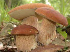 Користь і шкода грибів, як їх краще готувати і вживати?