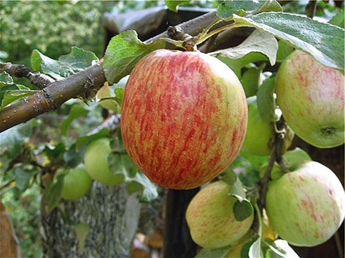 Зимостійкі сорти яблунь для Уралу і Сибіру