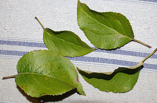 Корисні властивості і вітамінний чай з листя яблуні