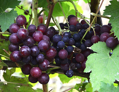 Кращі сорти винограду для особистого споживання