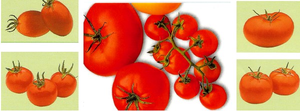 Як виростити розсаду томатів в домашніх умовах?