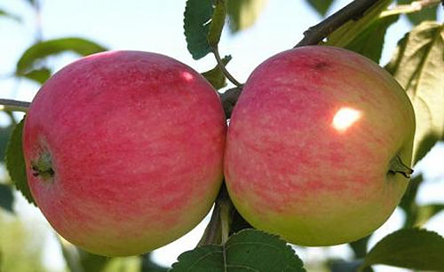 Фото карликових яблунь та особливості їх вирощування