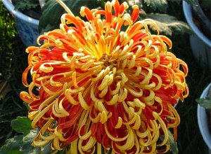 Хризантема кущова — цариця квітника