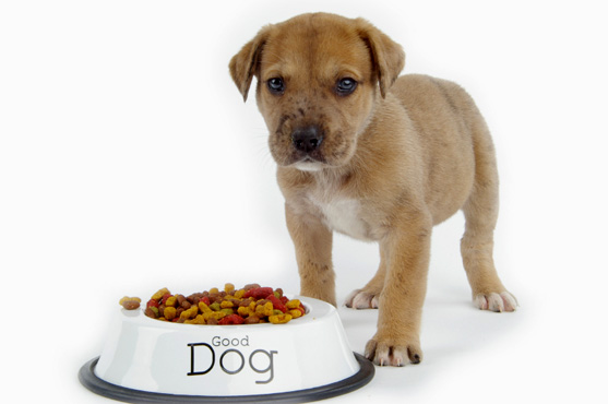 Чим краще годувати собаку: вибір сухого корму