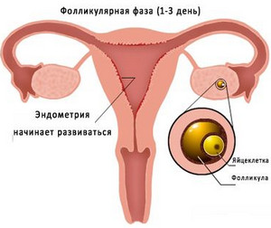 Що таке фолікулярна фаза менструального циклу?