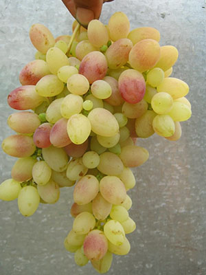 Кращі сорти винограду для особистого споживання