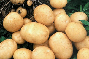 Вирощування картоплі з насіння — гарантія отримання якісного садивного матеріалу