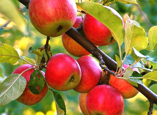 Як посадити яблуню, не допустивши помилок