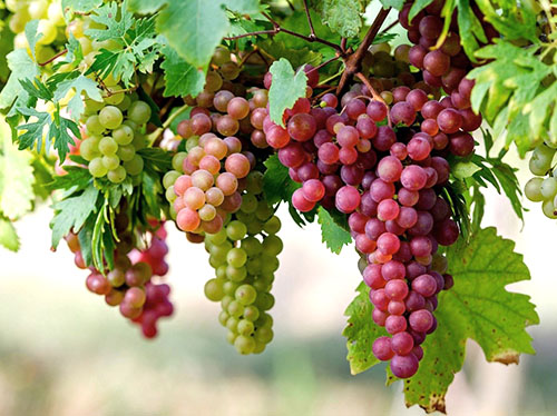 Все про виноград: види, сорти і шлях до досконалості
