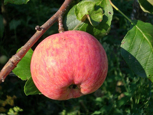 Вибираємо ранні сорти яблук з фото з описом