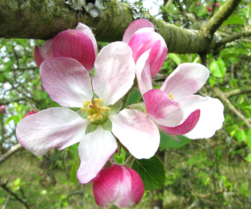 Фото і опис одного з найстаріших сортів яблуні Мельба