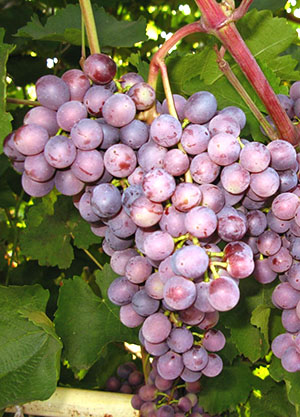 Нові та старі сорти винограду (частина 3)