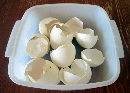 Яєчна шкаралупа – найцінніше добриво
