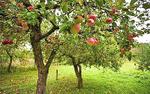 Як посадити яблуню, не допустивши помилок