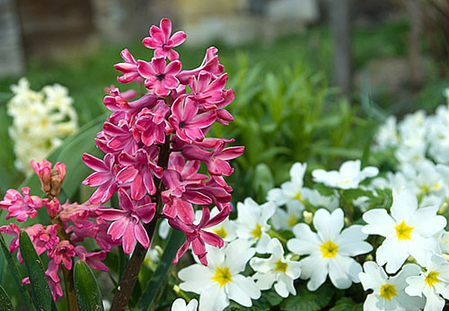 Правильно обраний час посадки гіацинтів в саду — гарантія рясного цвітіння навесні