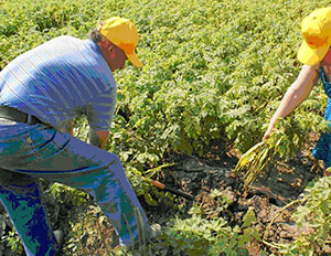Посадка картоплі в Сибіру — час, способи, підбір насіннєвого матеріалу