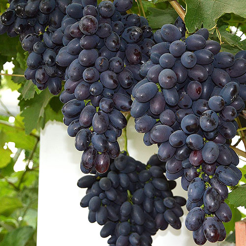 Кращі сорти винограду для ринку