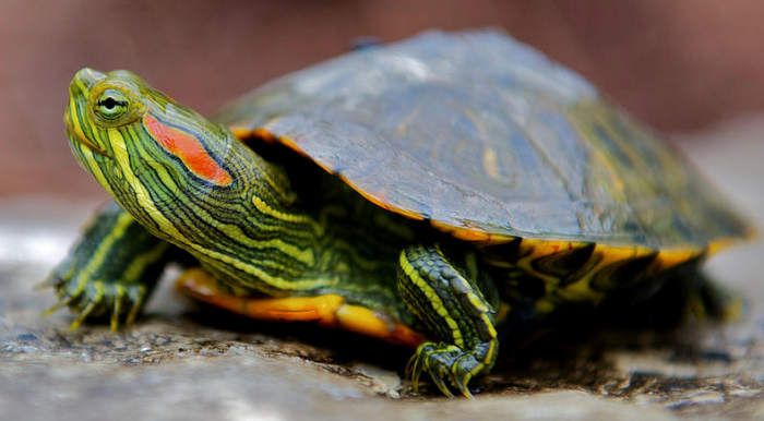 Догляд за червоновухої черепахою в домашніх умовах