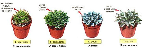 Все, що потрібно знати про кімнатному рослині ехеверії