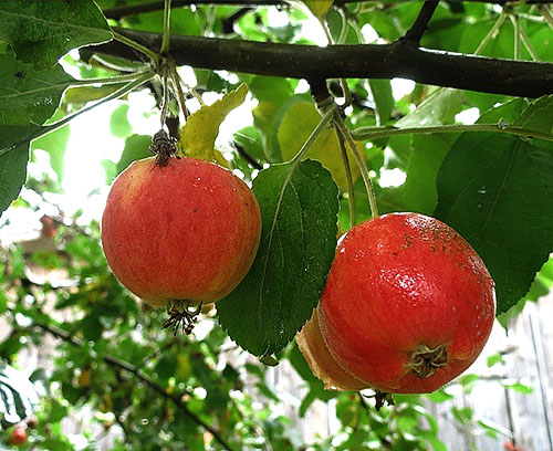 Зимостійкі сорти яблунь для Уралу і Сибіру