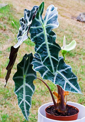 Знайомтеся алоказія амазонська — найпоширеніше домашнє рослина крупнолистовое