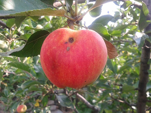 Методи боротьби з шкідниками і хворобами яблунь