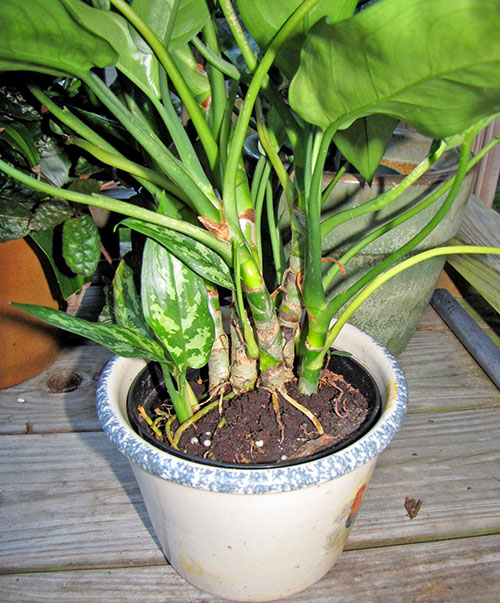 Вирощуємо на кімнатному підвіконні рослина з тропіків аглаонему