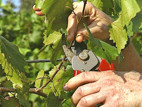 Догляд за виноградом влітку в Сибіру