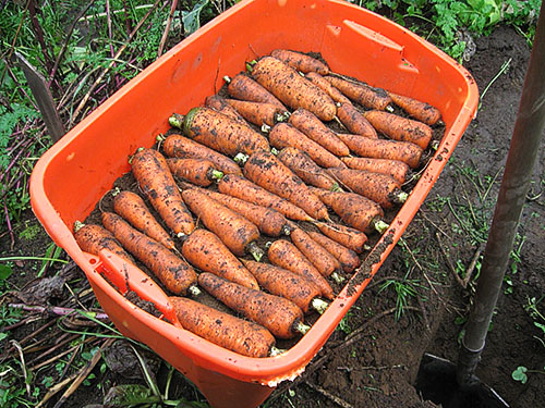 Як зберегти моркву і буряк на зиму